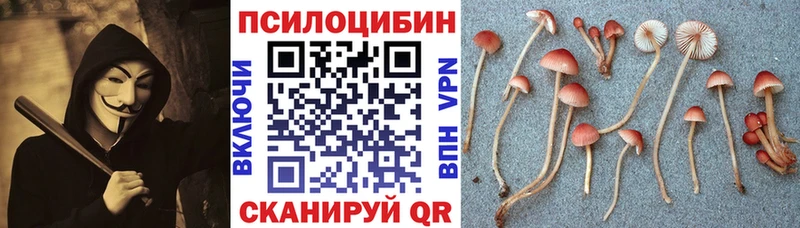 где найти наркотики  Меленки  Псилоцибиновые грибы Cubensis 